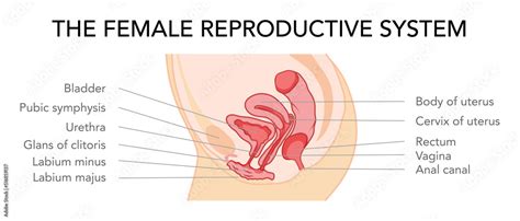 Female Reproductive System Uterus In Different Styles And Cross Sections Side View In A Cut