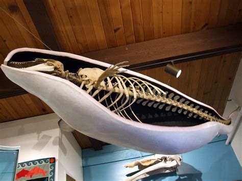 Beluga This Articulated Beluga Skeleton Demonstrates Just Flickr