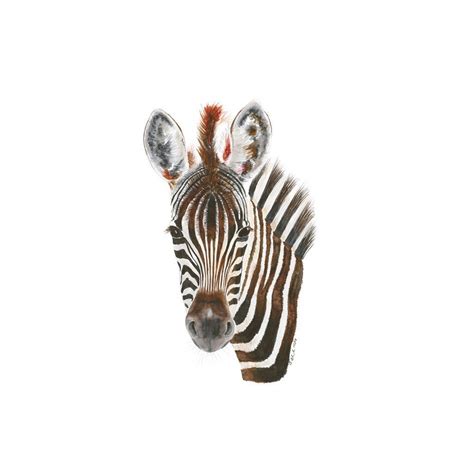 Tiny Toes Baby Zebra Portrait