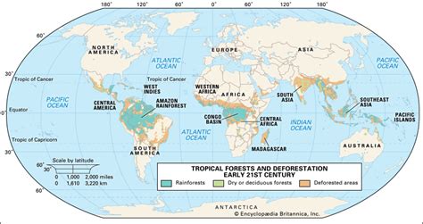 Rainforests are characterized by high rainfall, which often results in poor soils due to the leaching of. Deciduous forest | biology | Britannica.com