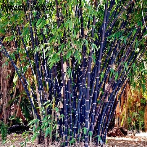 50 Seeds Rare Black Bamboo Seeds Super Purple Stem Ornamental Garden