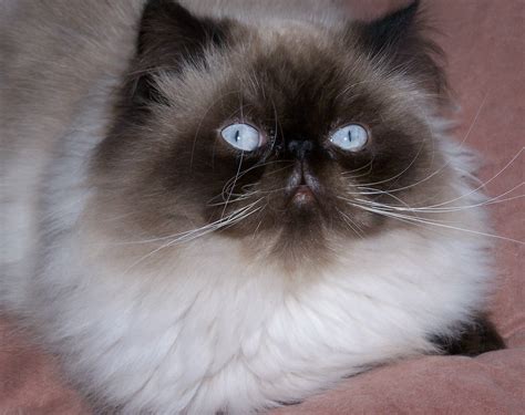 10 Things You Should Know About Himalayan Cat Seal Point Himalayan