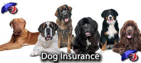 With pets best pet insurance for dogs, dog parents don't have to decide between providing their dogs with the best care possible and. Multiple Dog Insurance UK | Compare and Review Pet Insurance for 2 Dogs