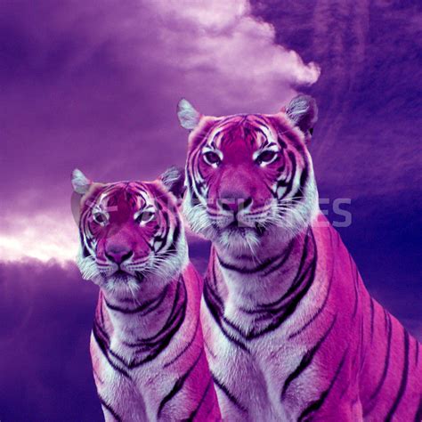 Purple Tigers Fotografie Als Poster Und Kunstdruck Von Erika