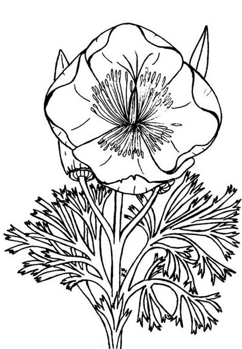 Your kids will love them! Eschscholzia California Poppy Coloring Page : Color Luna