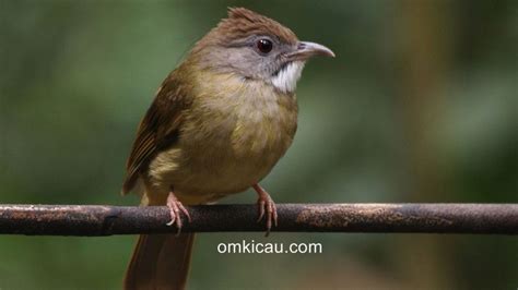 Habitat utama burung cucak jenggot berada di hutan primer, hutan sekunder maupun semak rendah dan rapat. Cucak Jenggot Mini Jantan / Master Burung Jenggot Mini ...
