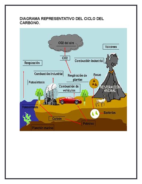 Doc Diagrama Representativo Del Ciclo Del Carbono Michelle Luna