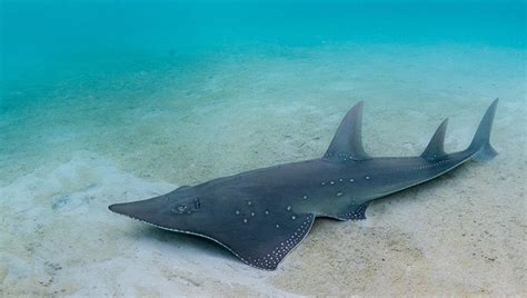 Help Protect Endangered Shark And Ray Species They Need Your Voice Now