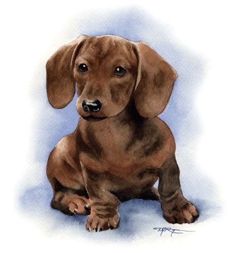 Dachshund Puppy Art Print By Artist Dj Rogers Etsy