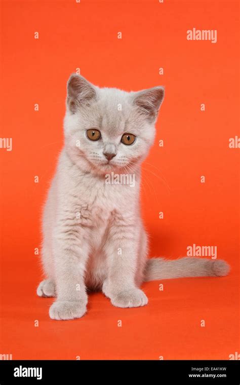 British Shorthair Kitten Stock Photo Alamy