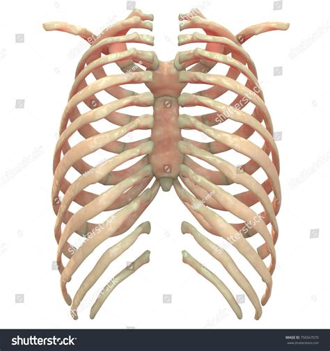 Human Rib Cage Diagram With Labels