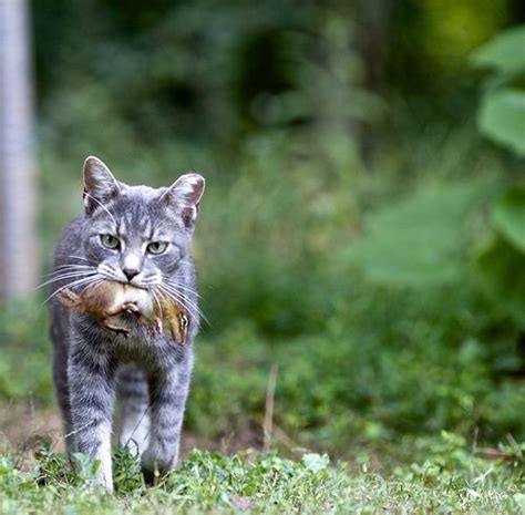 Predator And Prey Cat Behavior Cats Cats And Kittens