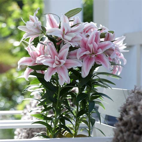 Information About Easter Lilies And Cats And How Dangerous They Are