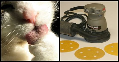 Why Cats Tongues Feel Rough Like Sandpaper