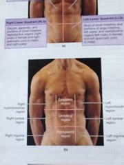 From marieb et al., human anatomy, 7th edition, pearson, 2014. Anatomy Chapter One Quadrants and Abdominal Region ...
