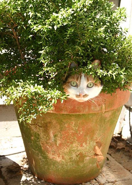 Funny Cat In Flower Pot Luvbat