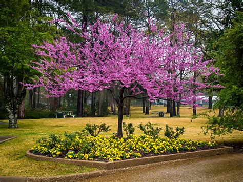 Forest Pansy Redbud Trees For Sale The Tree Center™