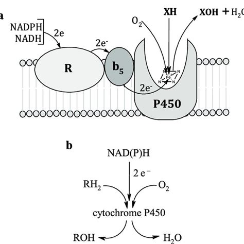 Membrane Bound Monooxygenase Complex Of Liver R Nadph Cytochrome