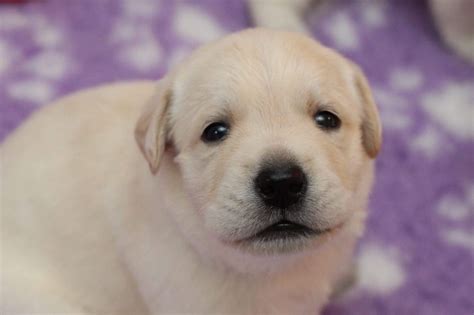Look at pictures of labrador retriever puppies who need a home. 23 Lovely Labrador Retriever Puppies Near Me | Puppy Photos