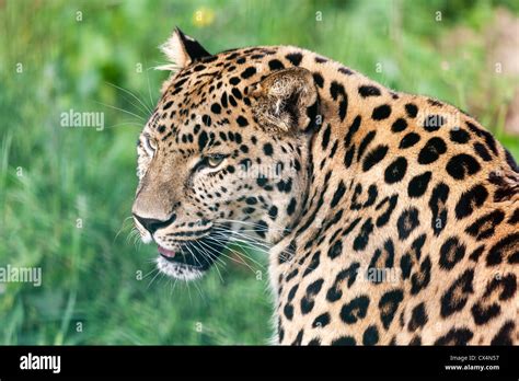 Head Short Portrait Of Beautiful Amur Leopard Panthera Pardus