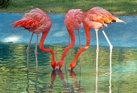 Three Pink Flamingos Are Standing In The Water