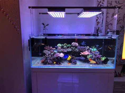 5 finnex planted+ 24/7 led klc aquarium the reef edge can easily turn your aquarium into a mini oceanarium, complete with sunrise and sunset effects that gradually brings light into the. Orphek Atlantik LED Aquarium Lighting Photos | REEF2REEF ...