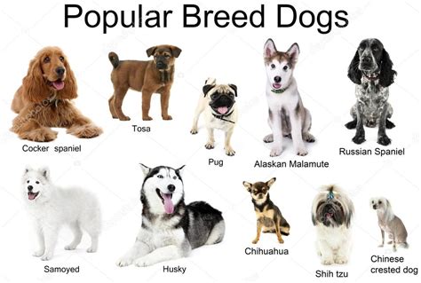 Verschillende Rassen Van Honden Samen — Stockfoto © Belchonock 93110990