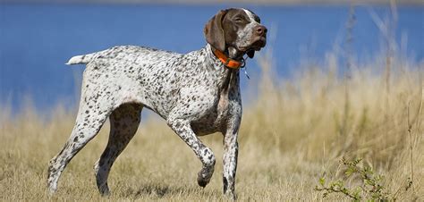 Top Hunting Dog Breeds A Comprehensive Guide Sportmix