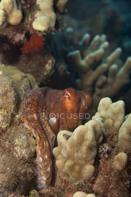 Hawaiian Day Octopus Octopus Cyanea Hiding In The Reef Maui