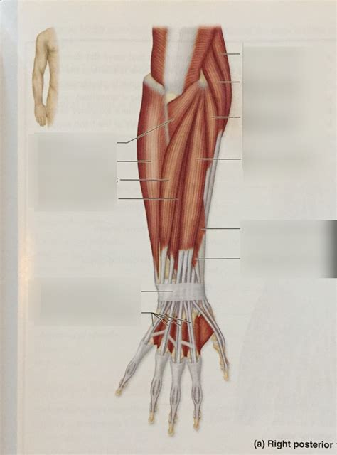 Posterior Forearm Muscles Superficial View Diagram Quizlet