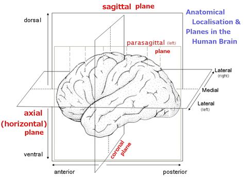 Identification Of Anatomical Planes Applied To Brain Diagram Quizlet