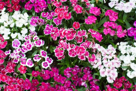 20 Best Flowering Ground Cover Plants Thatwowgarden