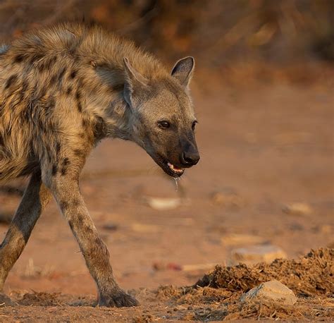 Facts About Hyenas My Xxx Hot Girl
