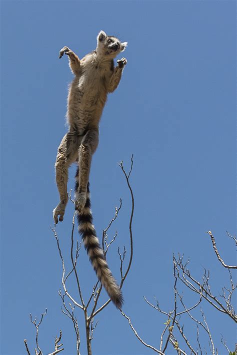 Flying Lemur - Outdoor Photographer