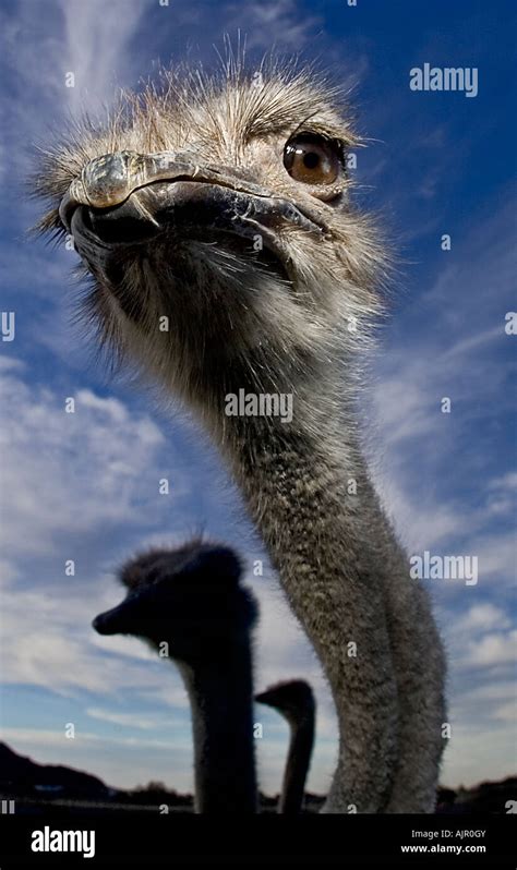Ostrich Farm In Arizona Stock Photo Alamy