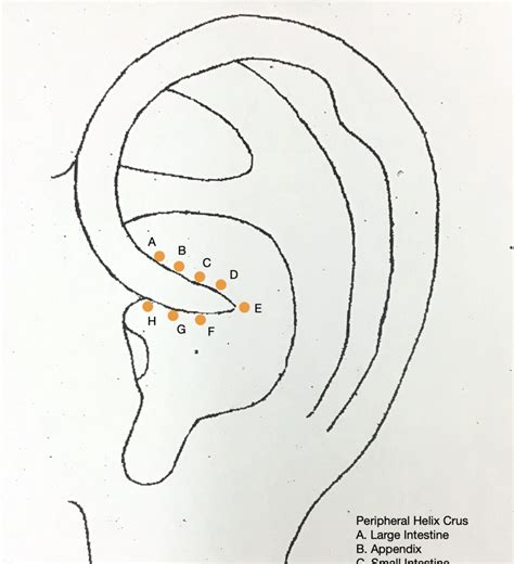 Peripheral Helix Crus Points Diagram Quizlet
