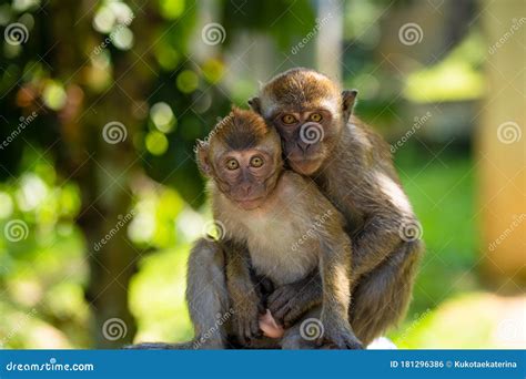 Two Little Monkeys Hug While Sitting On A Fence Stock Photo Image Of