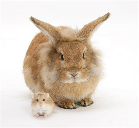 Rabbit And Hamster Photograph By Mark Taylor Fine Art America