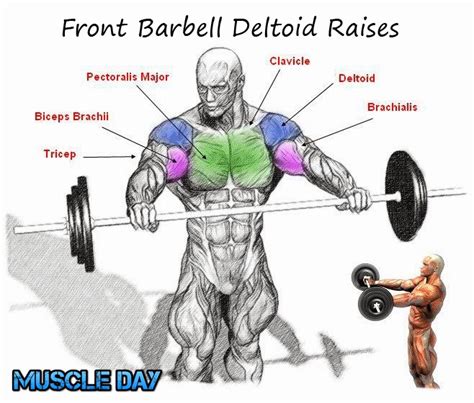 Front Barbell Deltoid Raises Start With A Bar Without Weights Add