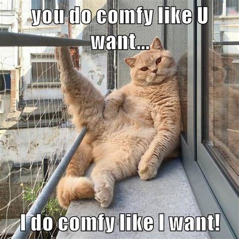 Like I Want Lolcats Lol Cat Memes Funny Cats Funny Cat