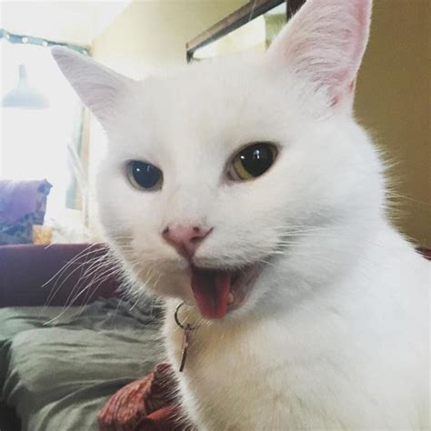 Meet Smudge The Most Famous Cat Since Grumpy Cat Wow Article Ebaum