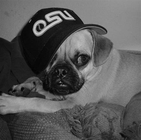 Real Pugs In Cool Gangster Outfits Killer Cell