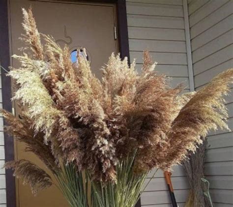 1pc 30 Ivory Golden Or Cream Pampas Grass Pampas Etsy Canada