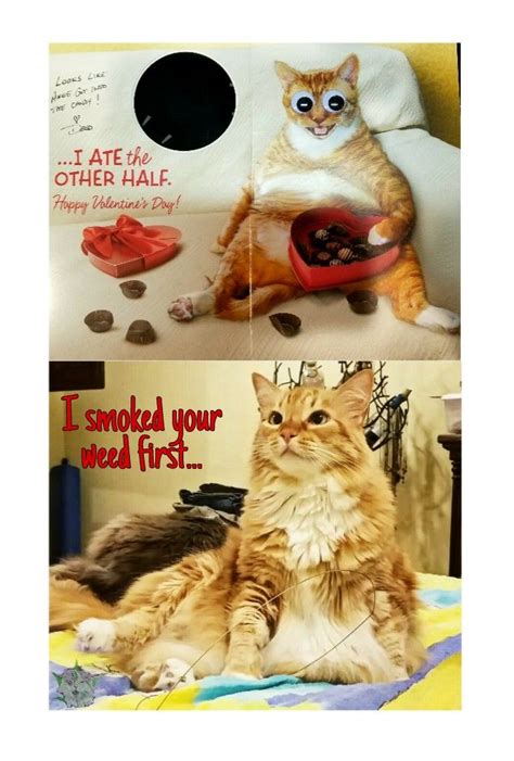 18 funny valentine cat memes factory memes