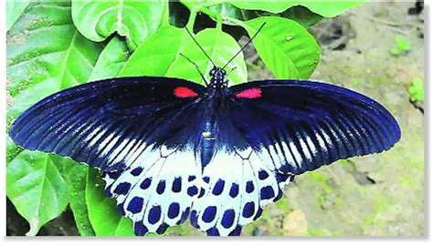 Butterfly eyespots may also play a role in mate recognition and sexual selection. Floods in Kerala, India take toll on migration of ...
