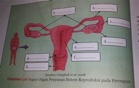 Organ Organ Penyusun Sistem Reproduksi Pada Perempuan Mohon Bantuanny
