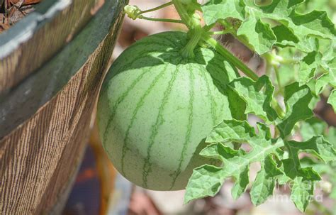 Sugar Baby Watermelon Growing From A Planter Photograph By Norm Lane