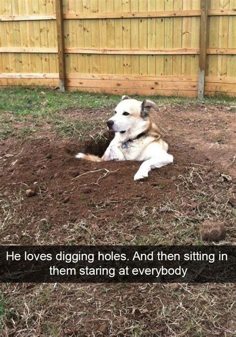 More Good Doggos Imgur Animal Jokes Funny Animal Memes Dog Memes