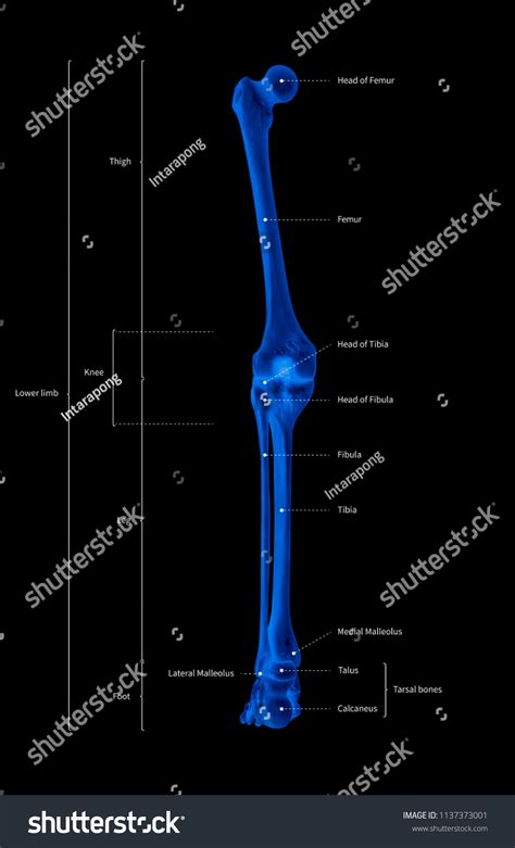 Infographic Diagram Human Skeleton Lower Limb Illustration De Stock