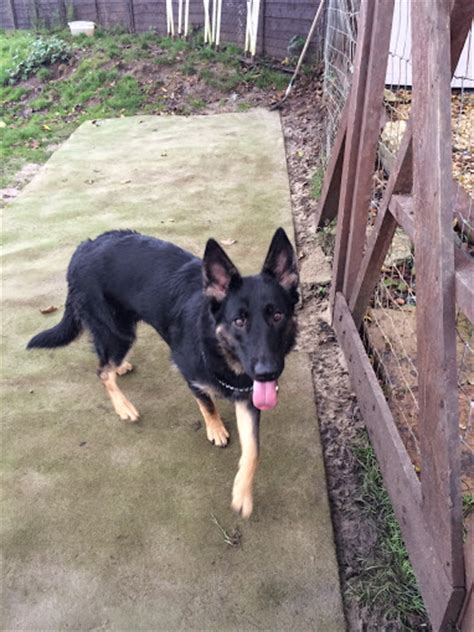 Lola 11 Month Old Female German Shepherd Dog Available For Adoption